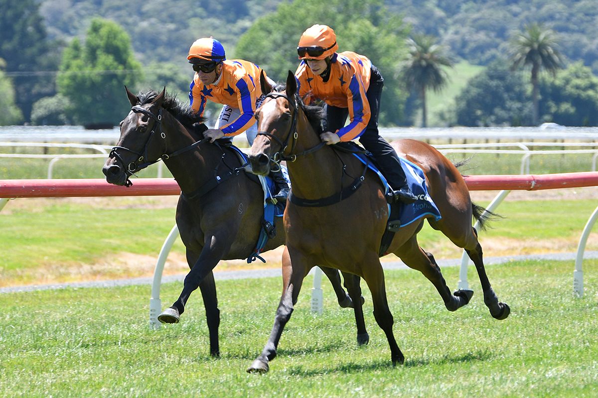 Champion 2YO Resumes