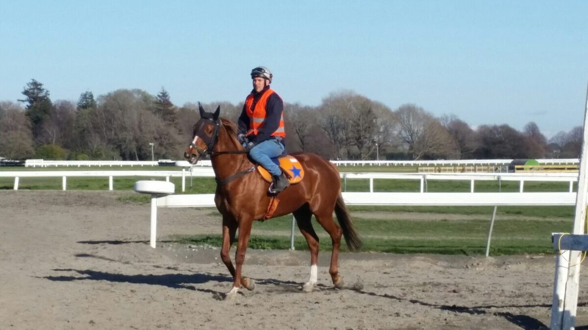 Te Akau Tuesday Trackwork