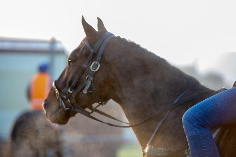 Te Akau Tuesday Trackwork