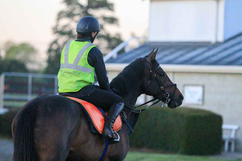 Te Akau Tuesday Trackwork