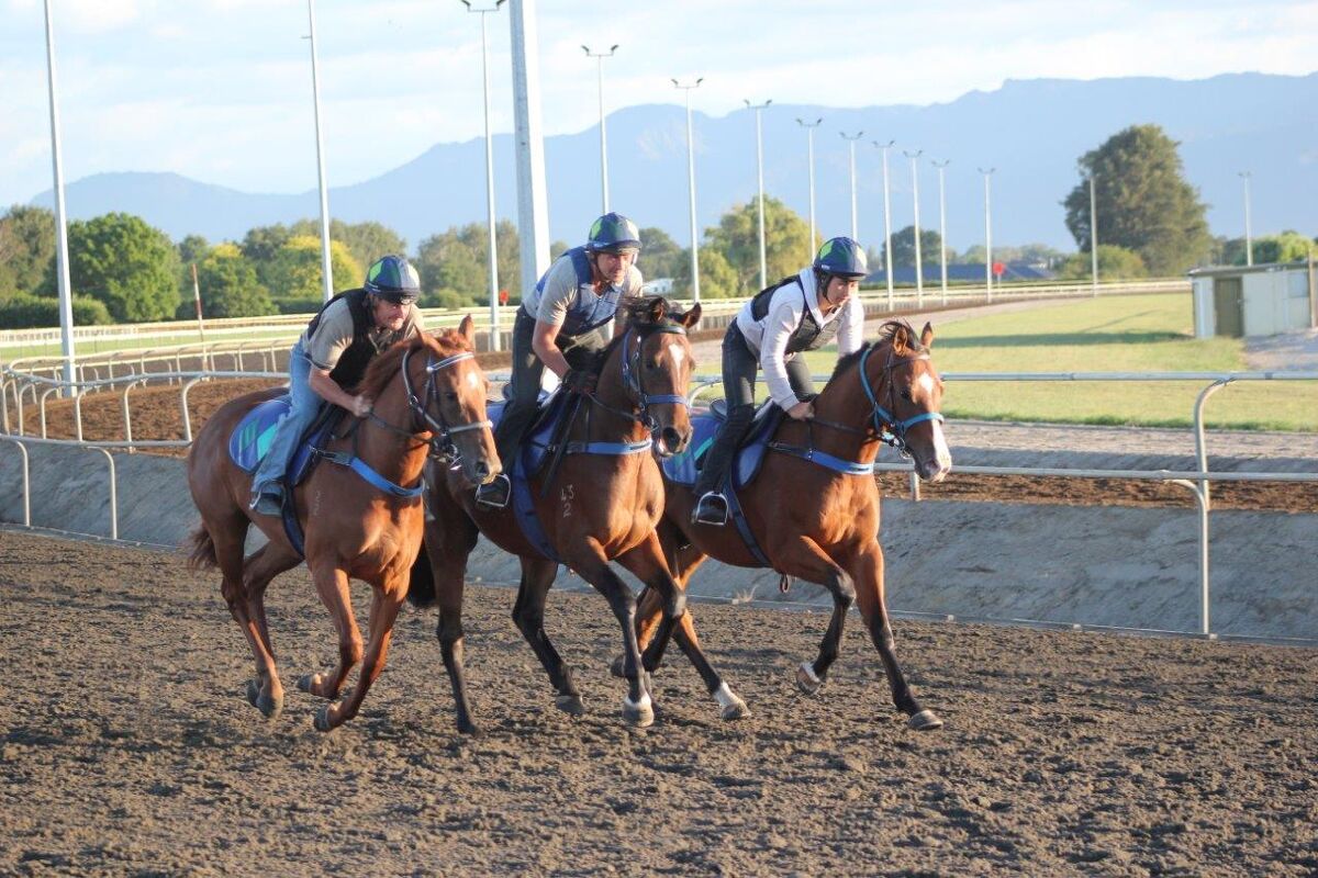 Te Akau Pics of the Week