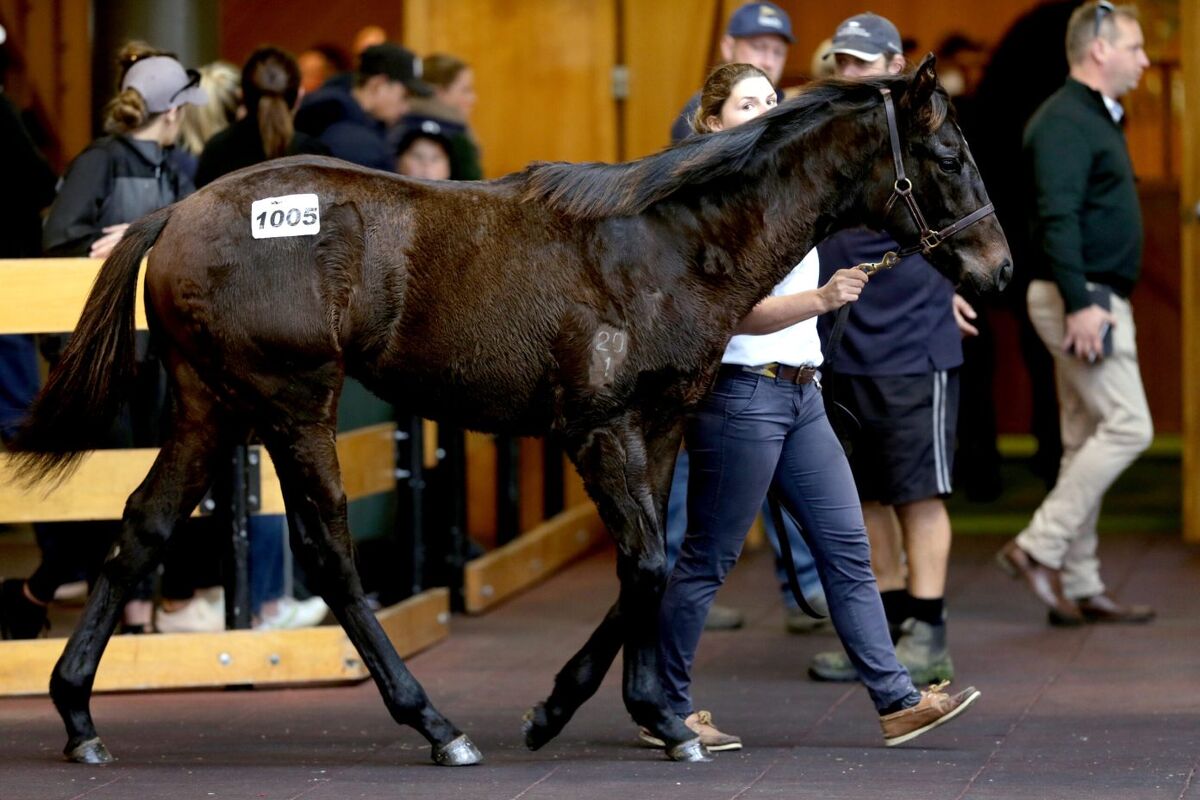 Te Akau Purchases Sale-Topping Weanling