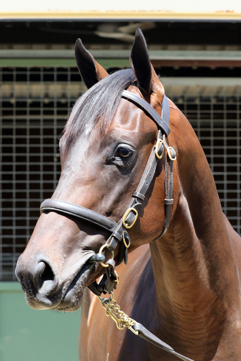Bosson Sees Bright Future for Filly