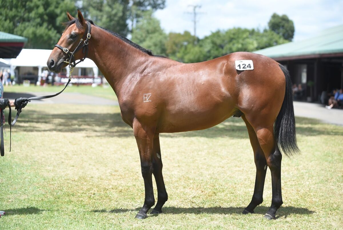 Te Akau Follows Proven Formula