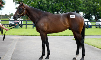 Lot 140 Ace High - Miss Thorn Bay Colt