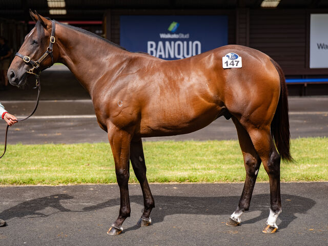 Lot 147 Home Affairs (AUS) ‐ Special Memories (AUS) Bay or Brown Colt