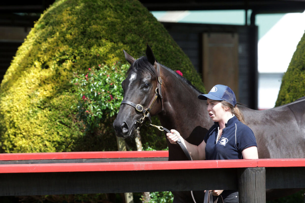 Sale Topping Savabeel Colt to Te Akau