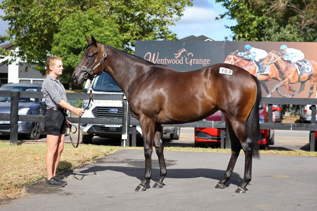 Final Filly Shares - Stallion Fee Fires Up