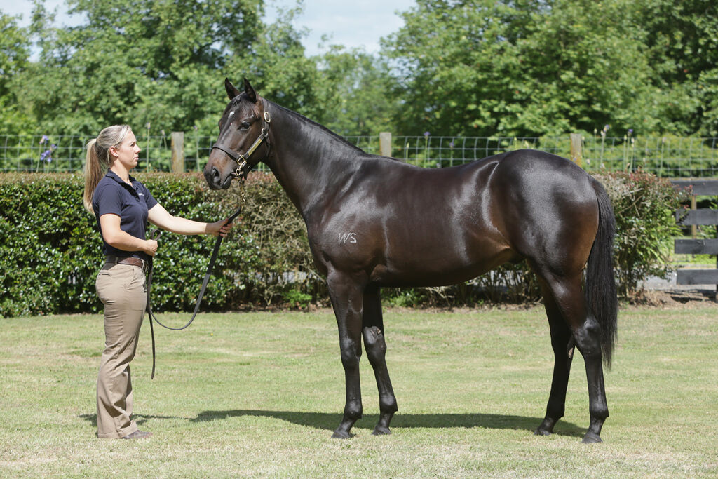 Top Colt to Te Akau