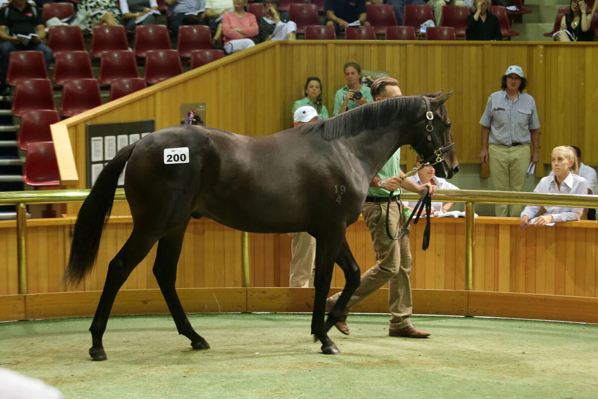 Ruakaka Part of Te Akau Guineas' Picture