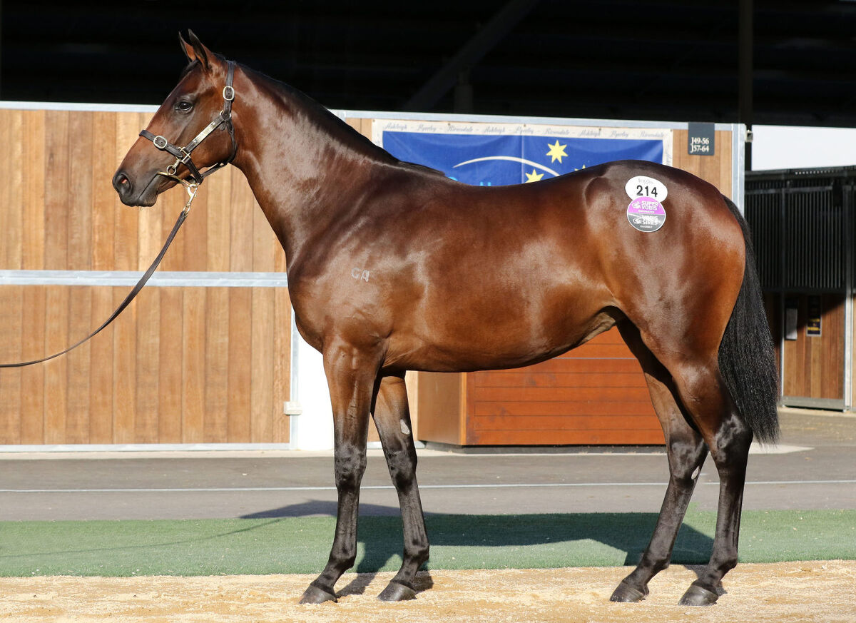 Te Akau Tauranga Thursday Preview