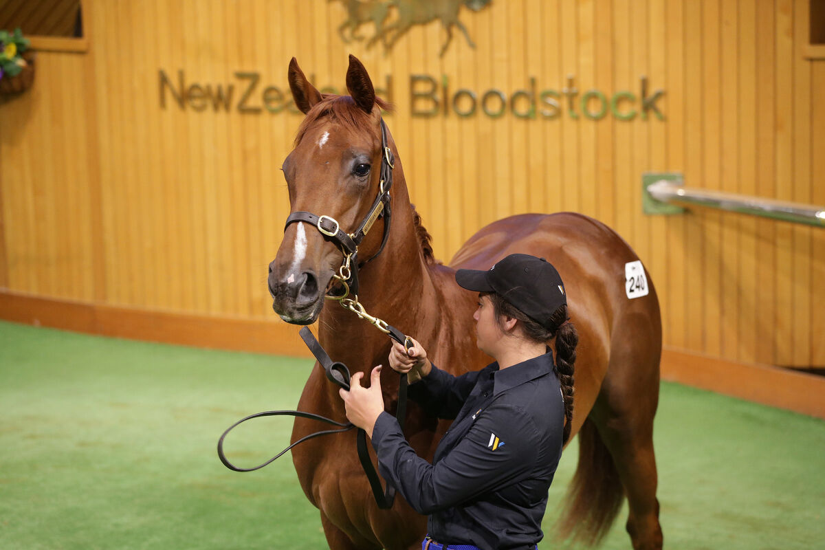 Te Akau Australia Welcomes OTI Filly