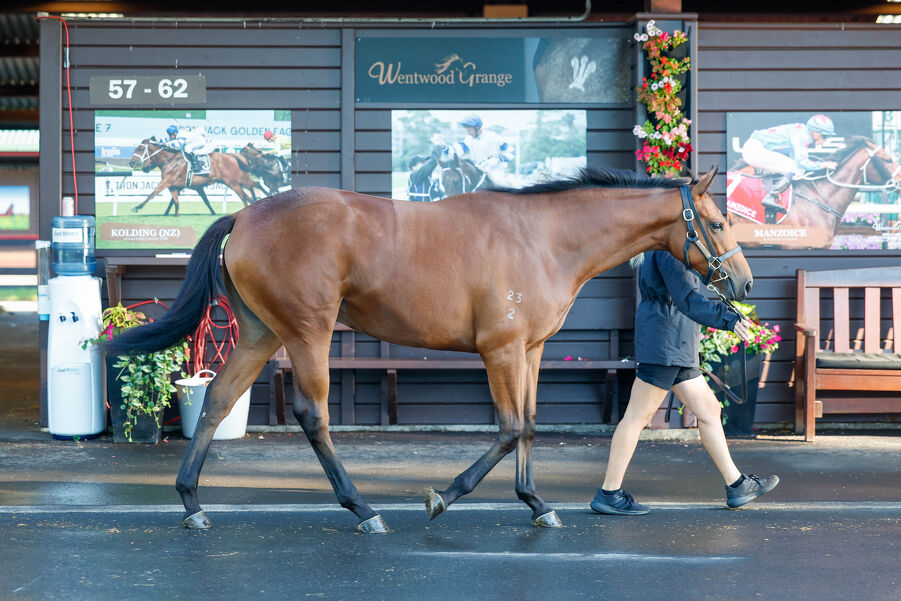 Lot 255 All Too Hard - Natural Selection Bay Filly