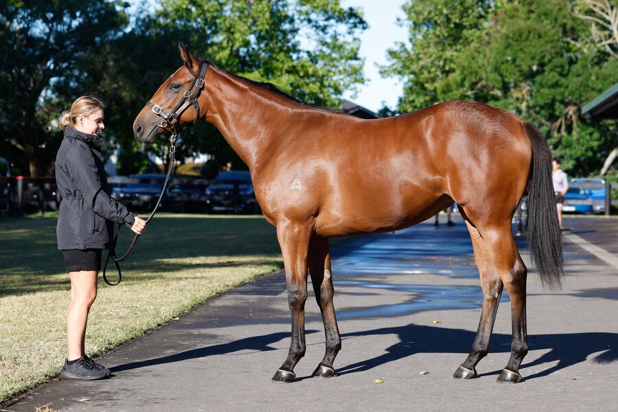 Lot 255 All Too Hard - Natural Selection Bay Filly