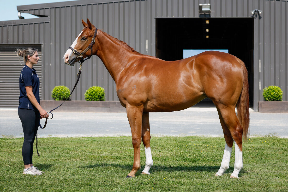 Te Akau Cranbourne Thursday Preview