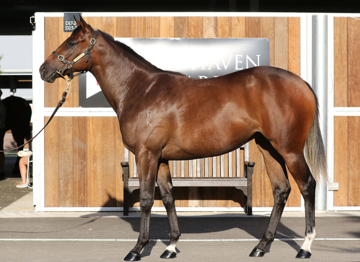 Te Akau Ruakaka Tuesday Preview