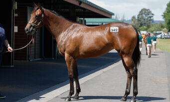 Lot 349 Circus Maximus - Risque Business Bay Filly