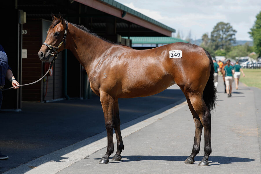 Lot 349 Circus Maximus - Risque Business Bay Filly