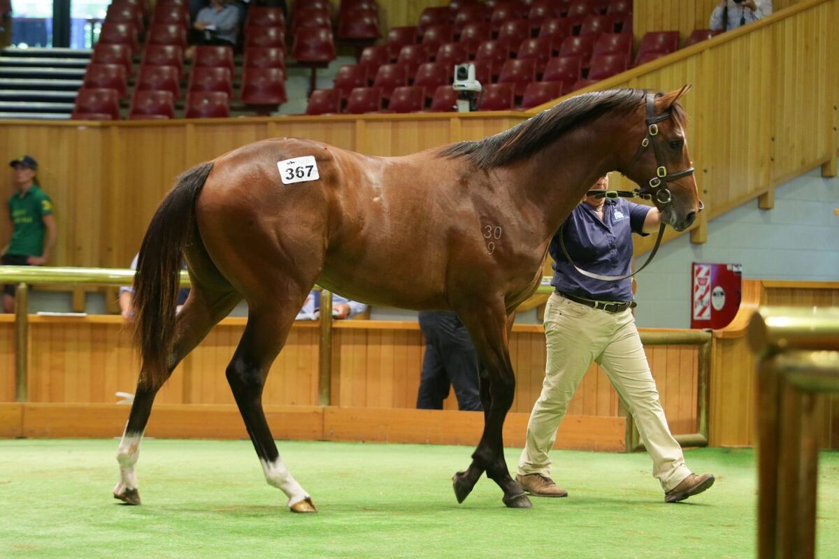 Te Akau Secures Top Lot on Karaka Day 2