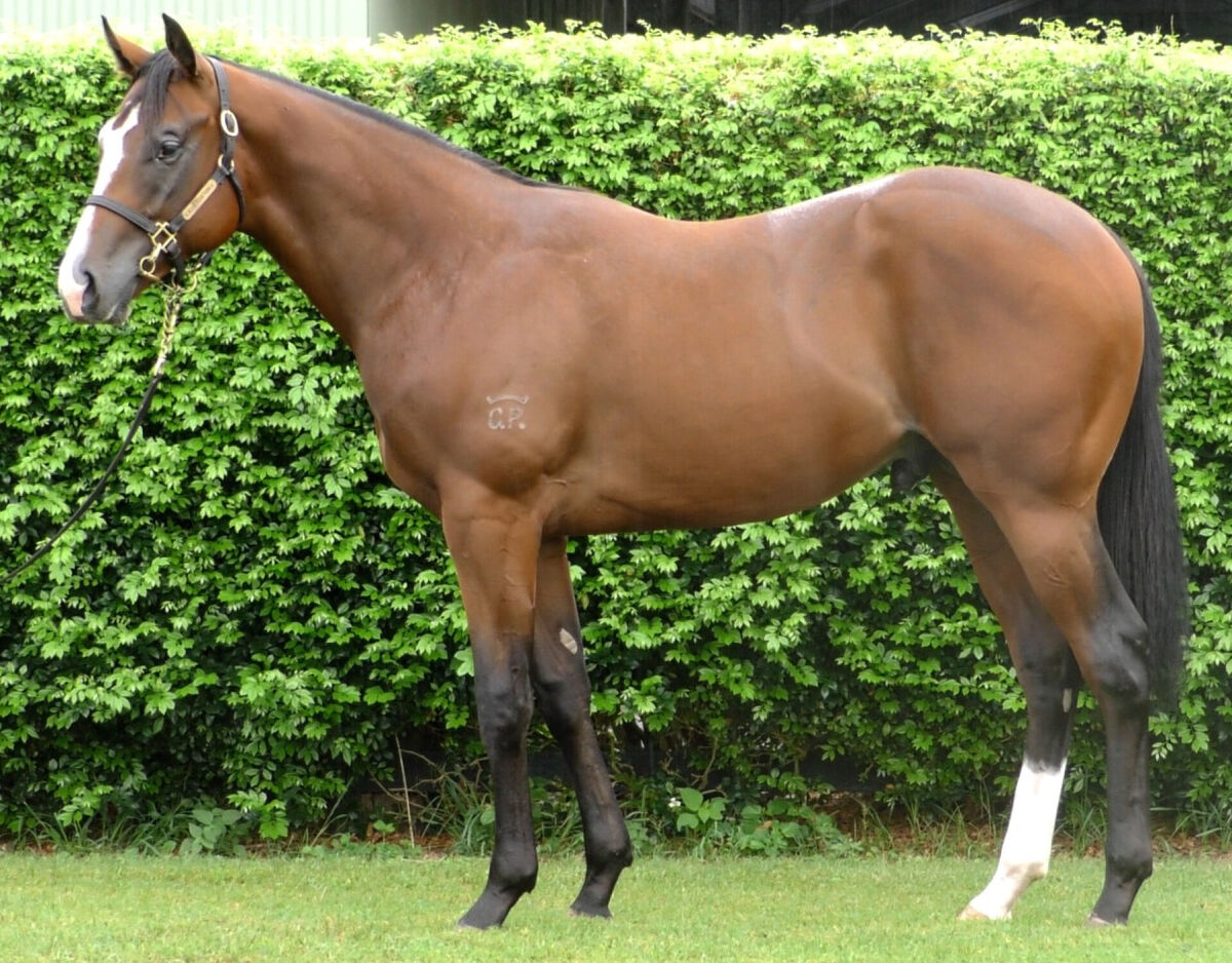 Ellis Secures Top Colt
