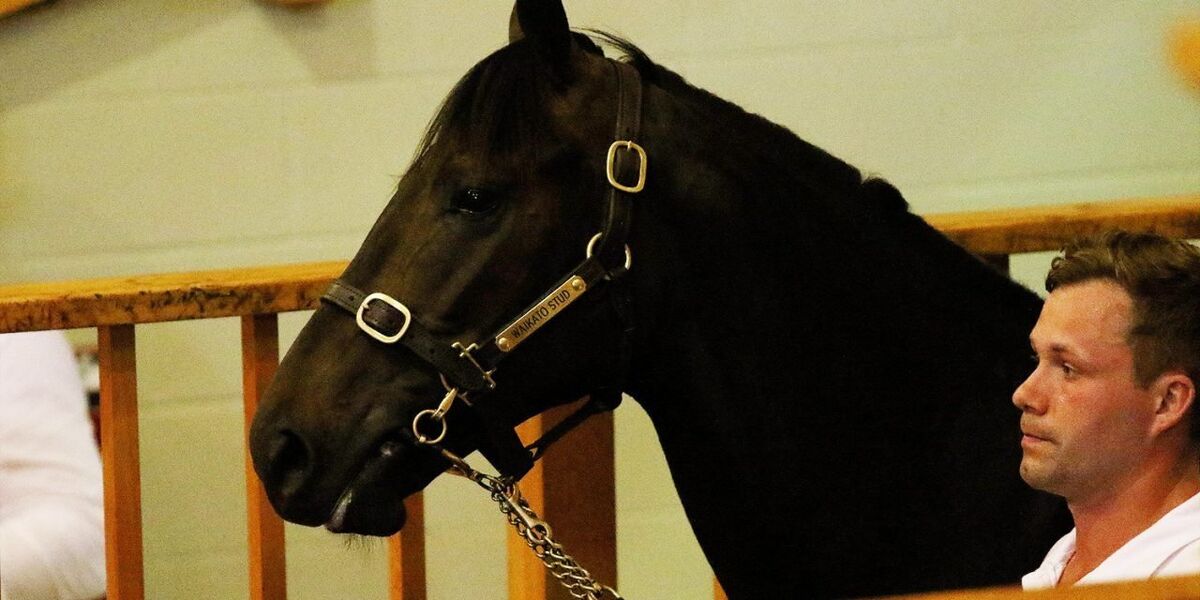 Well Bred Colt Completes Colt Syndicate