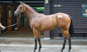 Lot 47 Hello Youmzain - Equestrienne Bay Filly