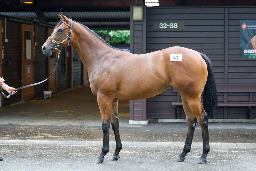 Lot 47 Hello Youmzain - Equestrienne Bay Filly