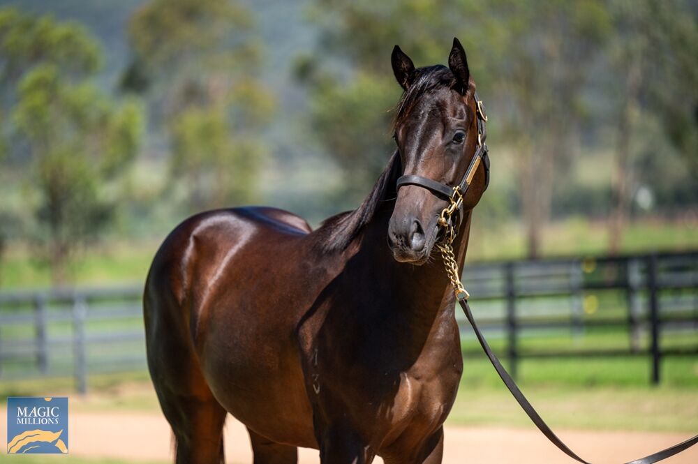 A Magical Sale ~ Yearlings of Class