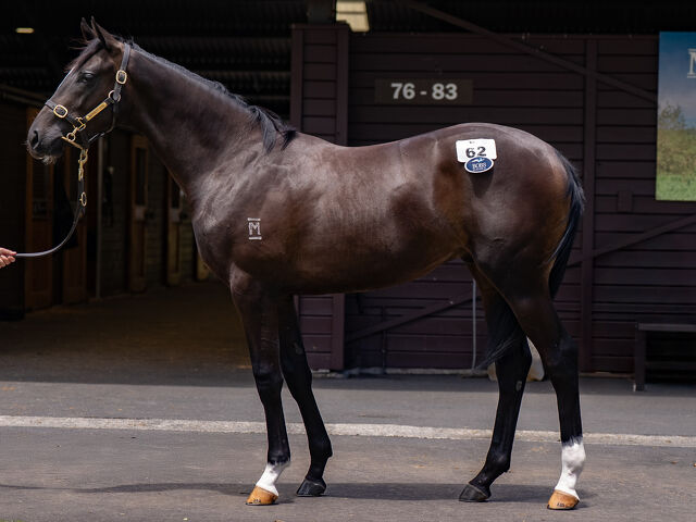 Lot 62 Russian Revolution (AUS) ‐ Queen Zyrah (AUS) Brown Colt