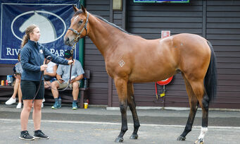 Lot 74 King's Legacy - Fatal Rendezvous, Bay Filly