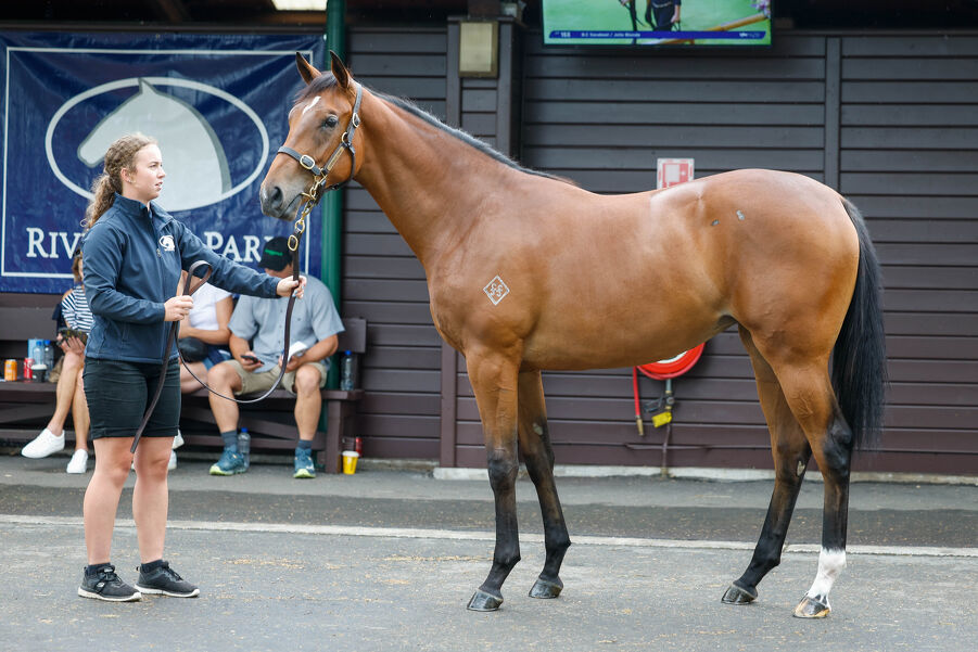 Lot 74 King's Legacy - Fatal Rendezvous, Bay Filly