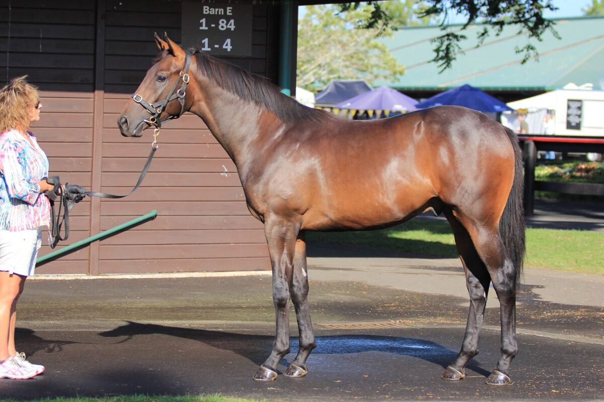 Te Akau Ruakaka Preview