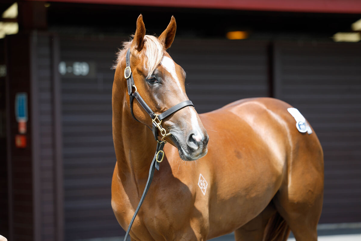 Ready To Race: Your One True Ticket To The Races