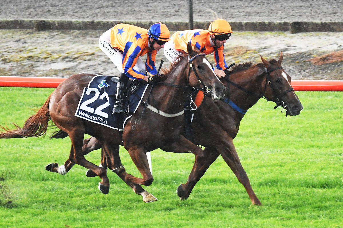 Te Akau Exhibition Gallops