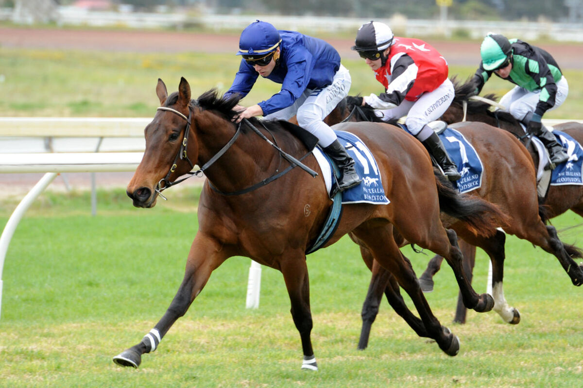 Te Akau's Fab Fillies