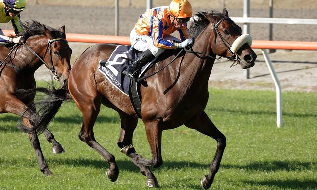 Te Akau Trans Tasman Saturday Preview