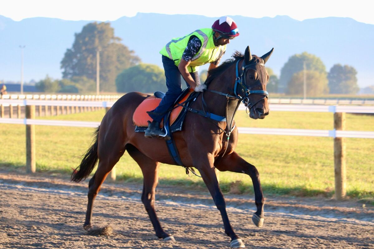 Te Akau Thursday Trackwork