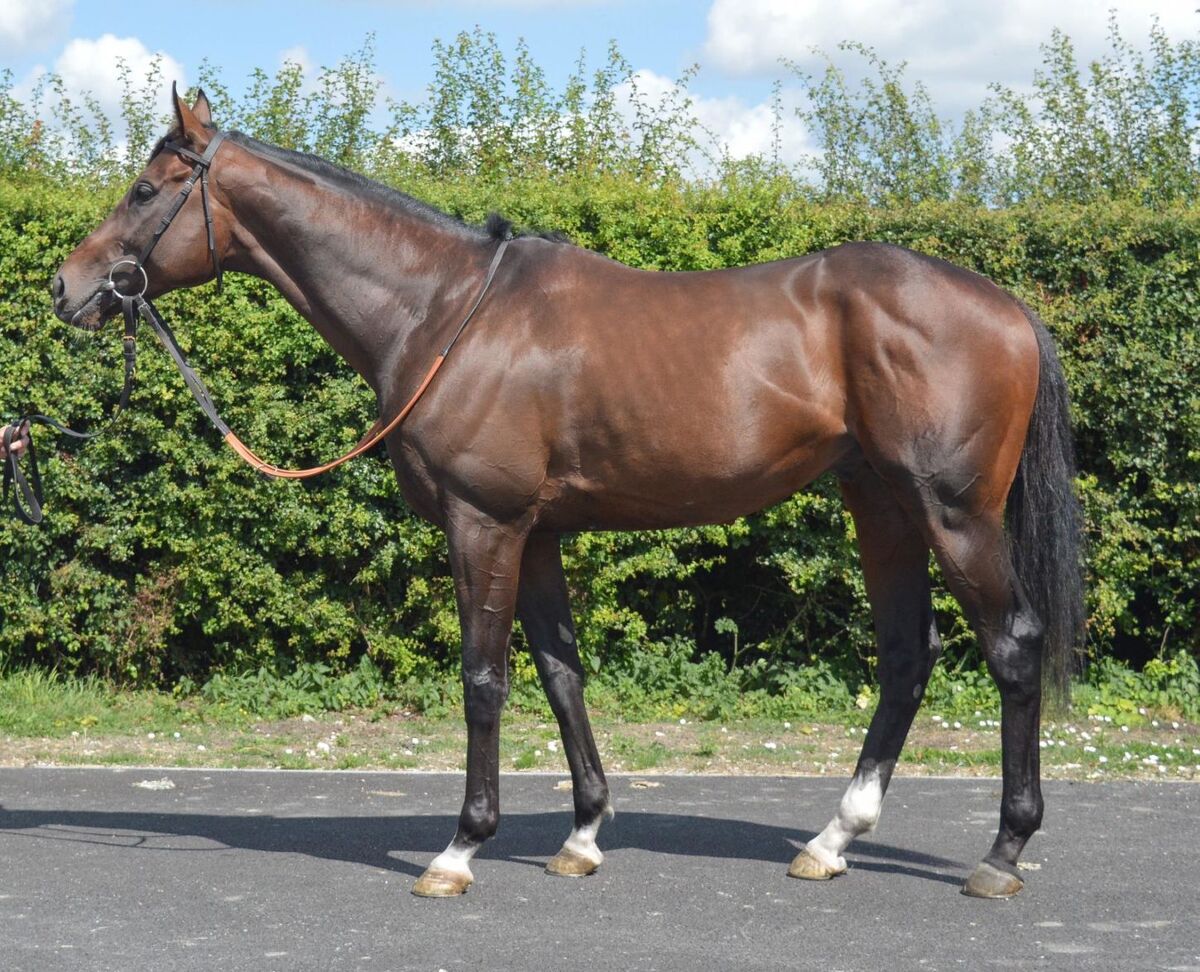 Te Akau Caliburn on Debut