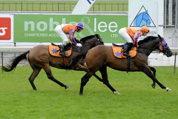 Te Akau Tauranga Preview