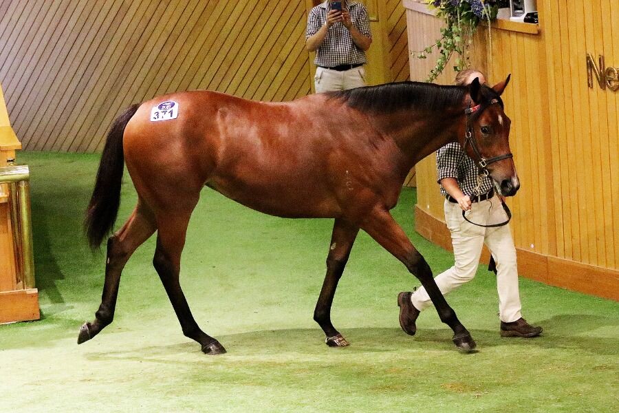 Ellis At It Again with $900,000 Filly