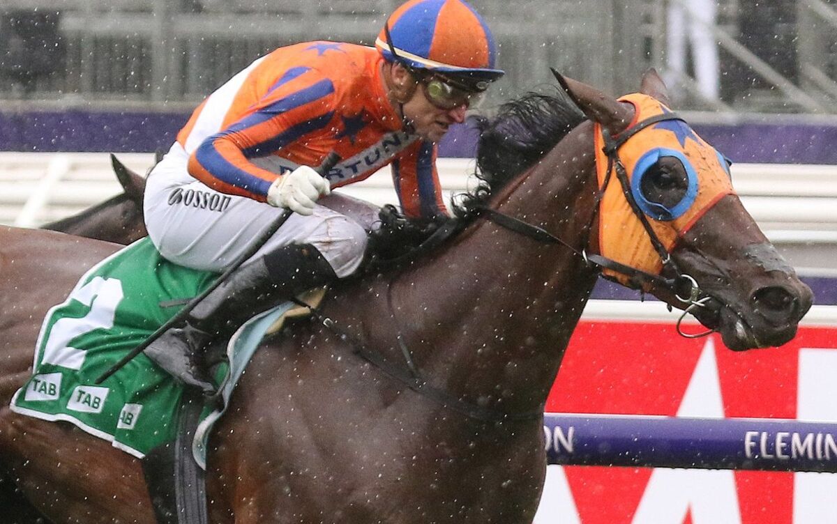 Futurity Favourite 