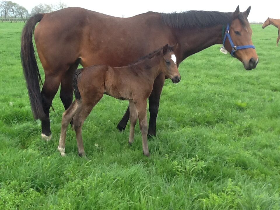 A Fabulous Wee Filly