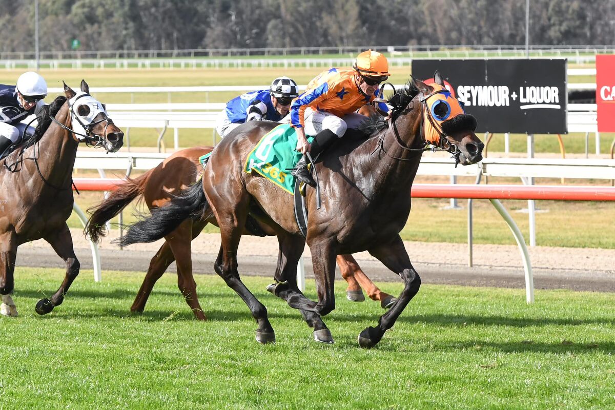 Seymour Double - It's Bluey's Seymour Cup