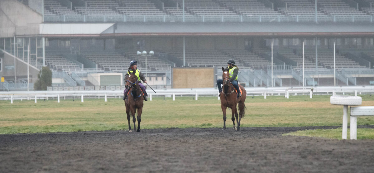 Te Akau Weekend Trackwork