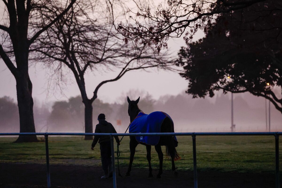 Te Akau Trans Tasman Tuesday Trackwork