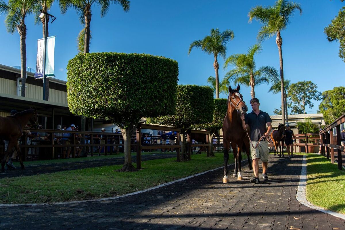 Magic Millions' Sale Starts Today - Te Akau Poised