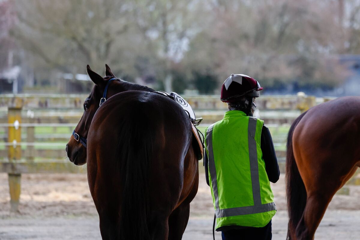 Te Akau Trans Tasman Thursday Trackwork