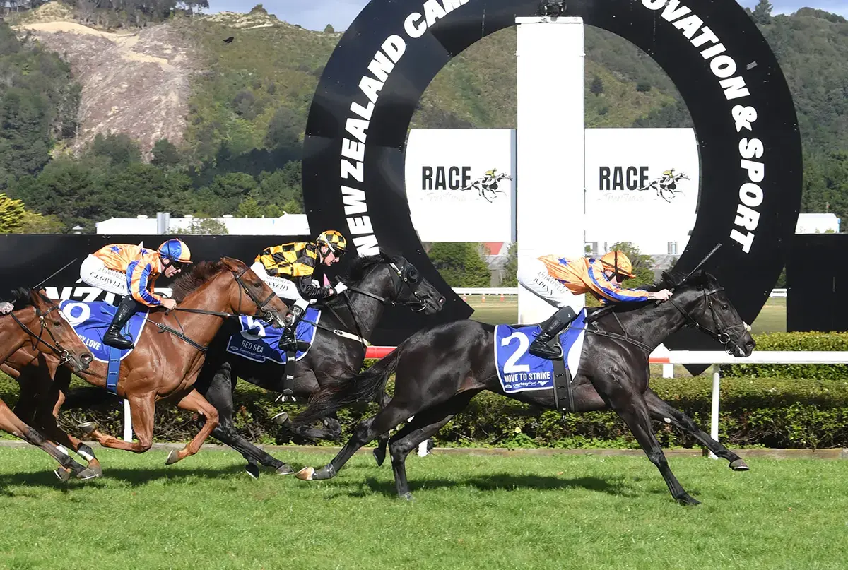Te Akau Midweek Update