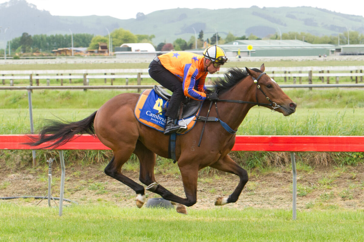 Te Akau Cambridge Trials' Report