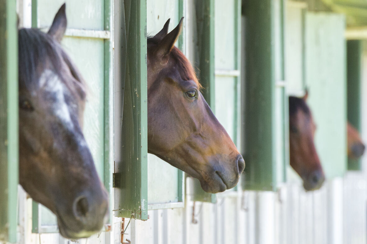Te Akau Tuesday Trackwork